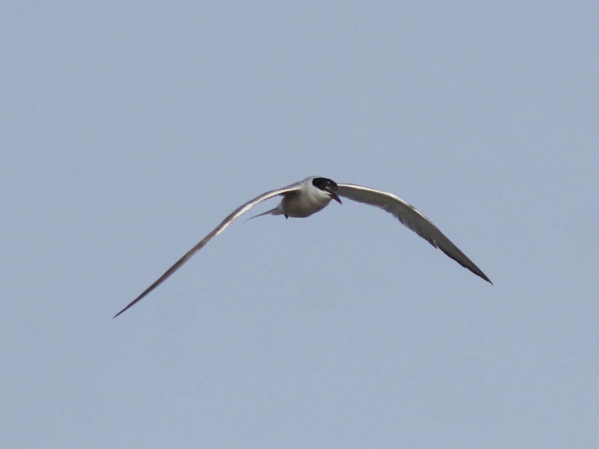 Common Tern - ML646741462