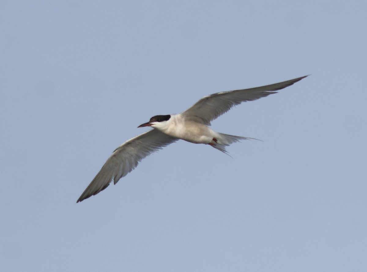 Common Tern - ML646741463