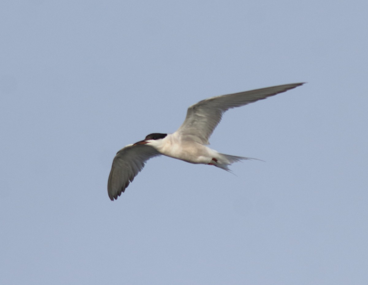 Common Tern - ML646741465