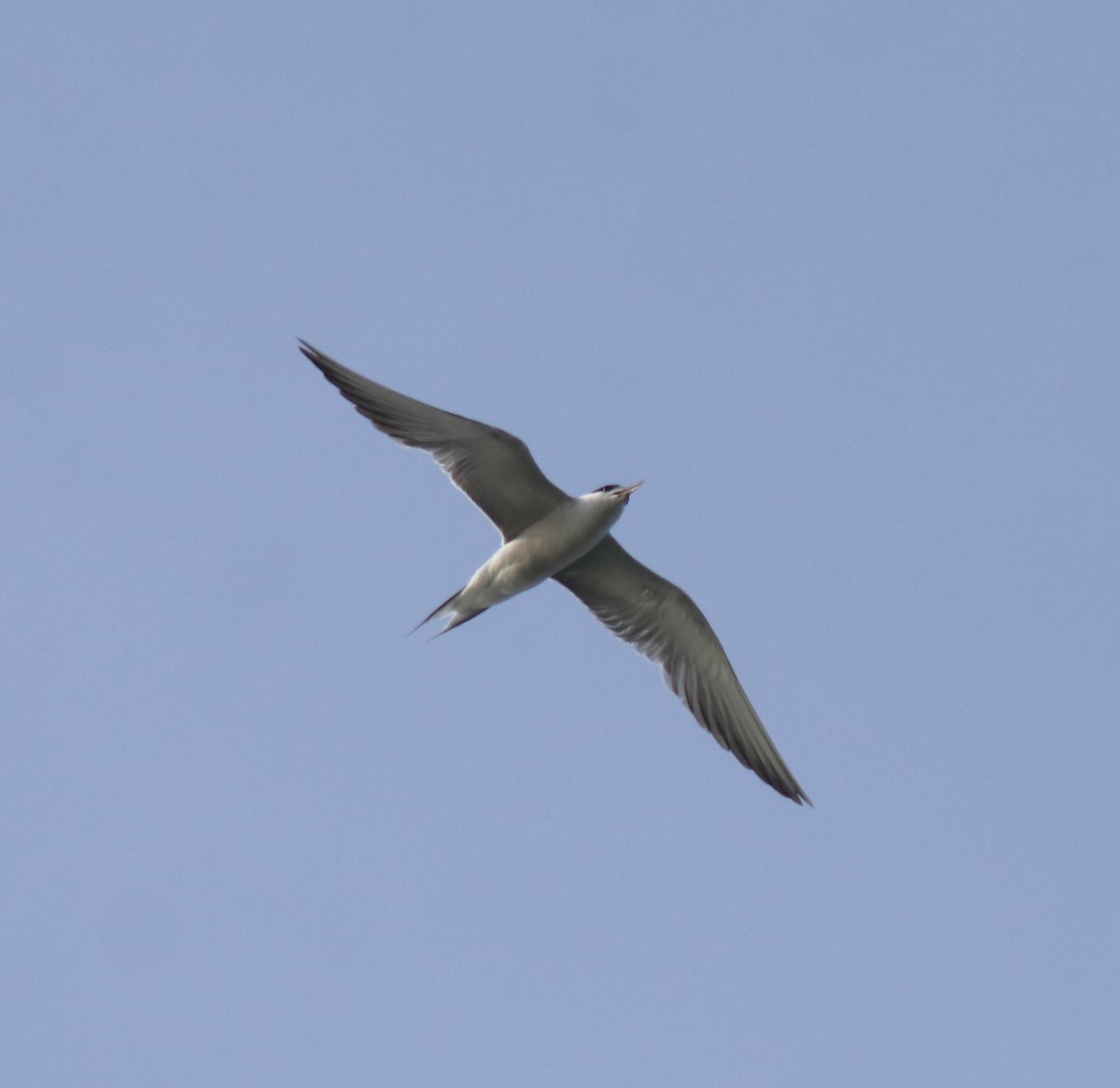 Common Tern - ML646741466