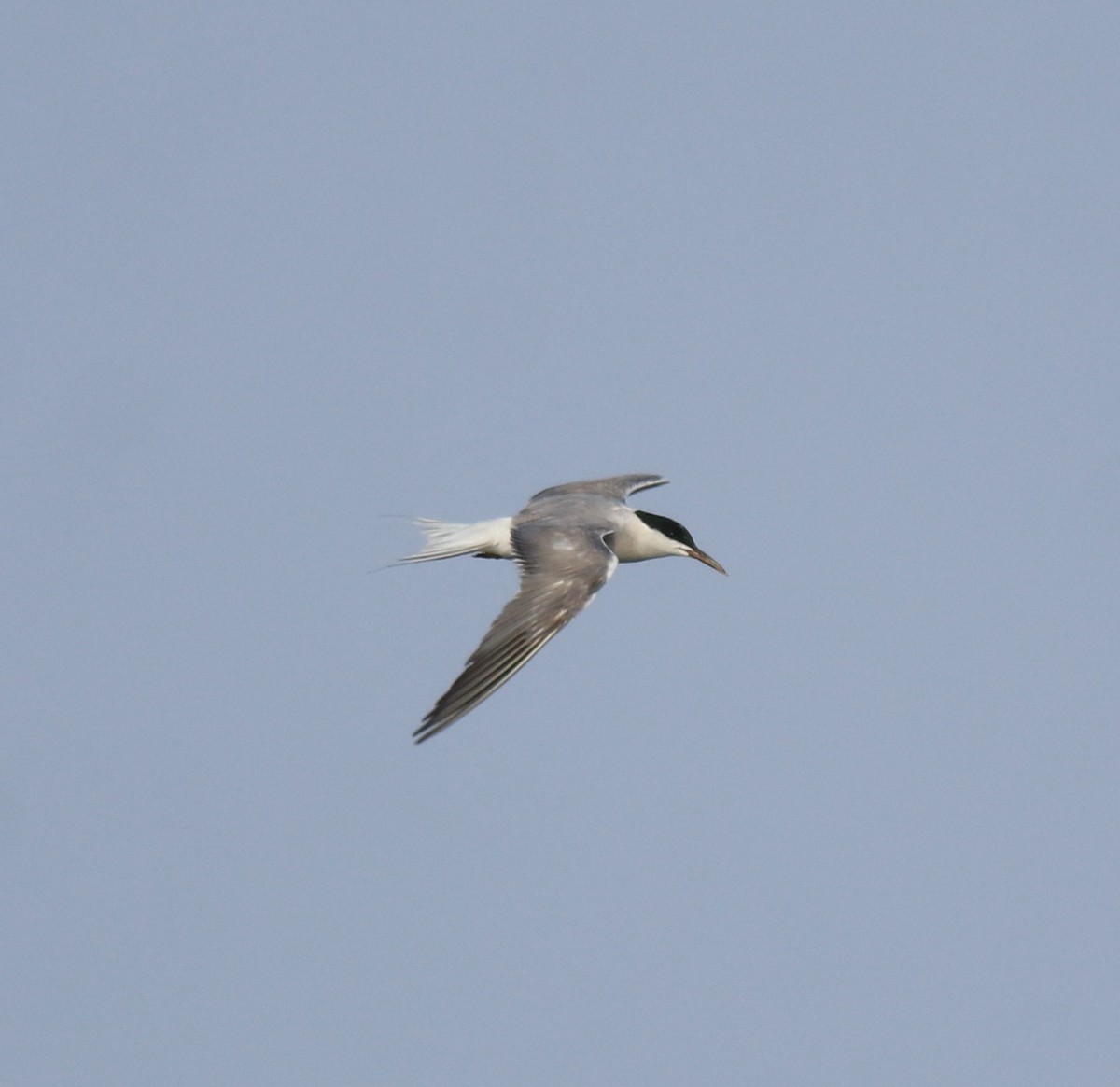 Common Tern - ML646741467