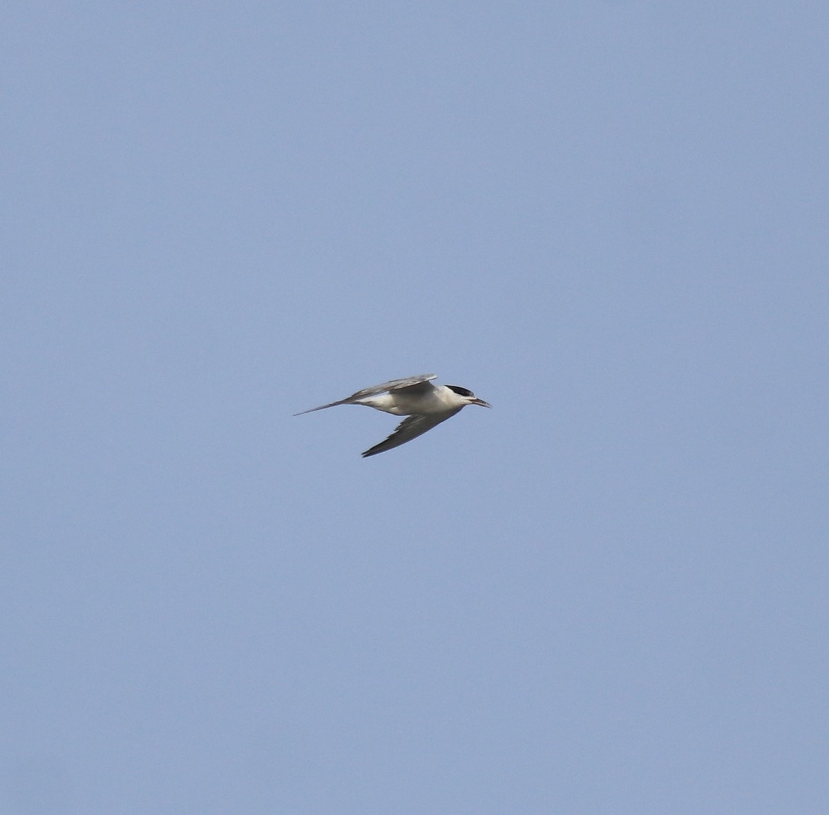 Common Tern - ML646741468