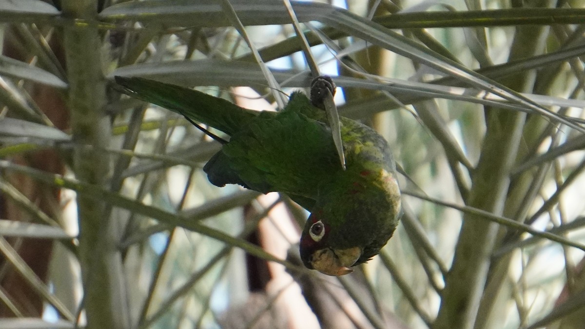 Cordilleran Parakeet - ML646741471
