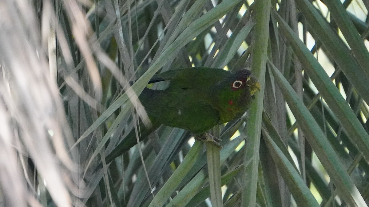 Cordilleran Parakeet - ML646741472