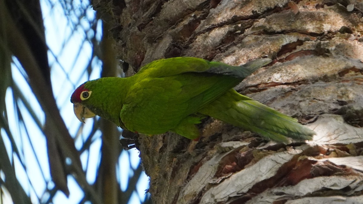 Cordilleran Parakeet - ML646741473