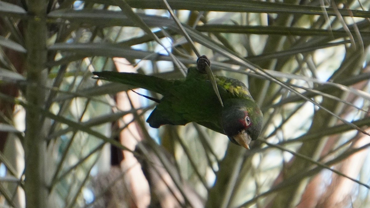 Cordilleran Parakeet - ML646741474