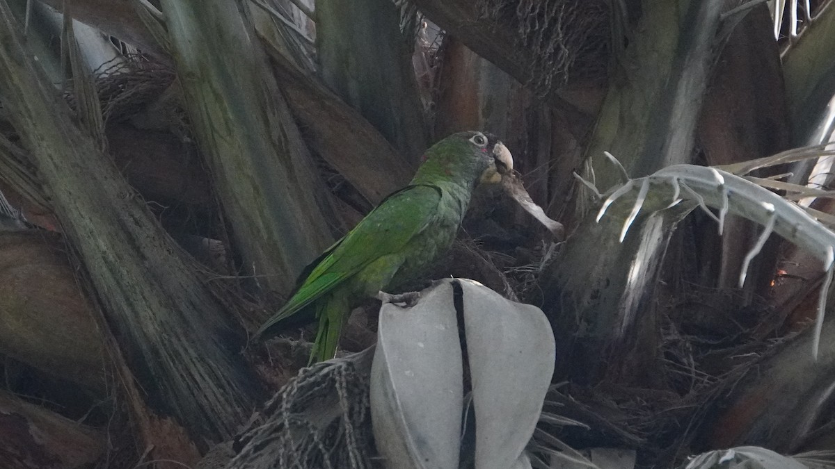 Cordilleran Parakeet - ML646741475