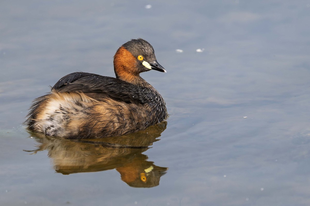 Little Grebe - ML646741476