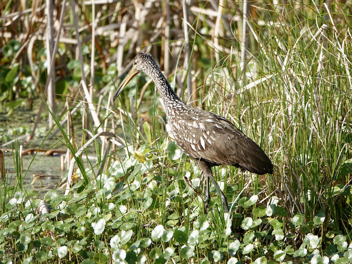 Limpkin - ML646741479