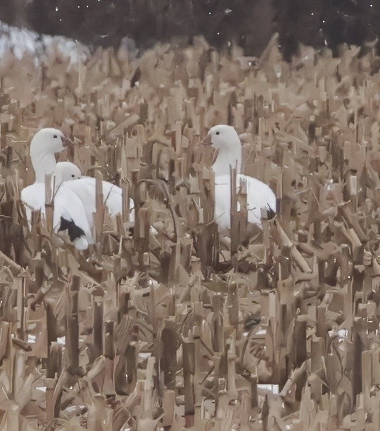 Гуска Роса - ML646741483