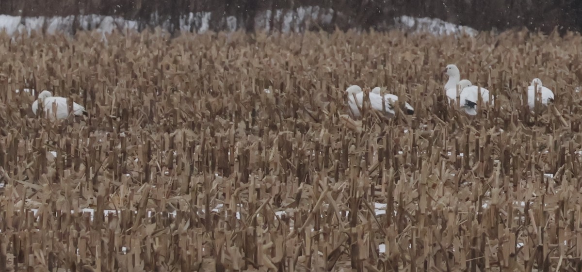 Гуска Роса - ML646741484