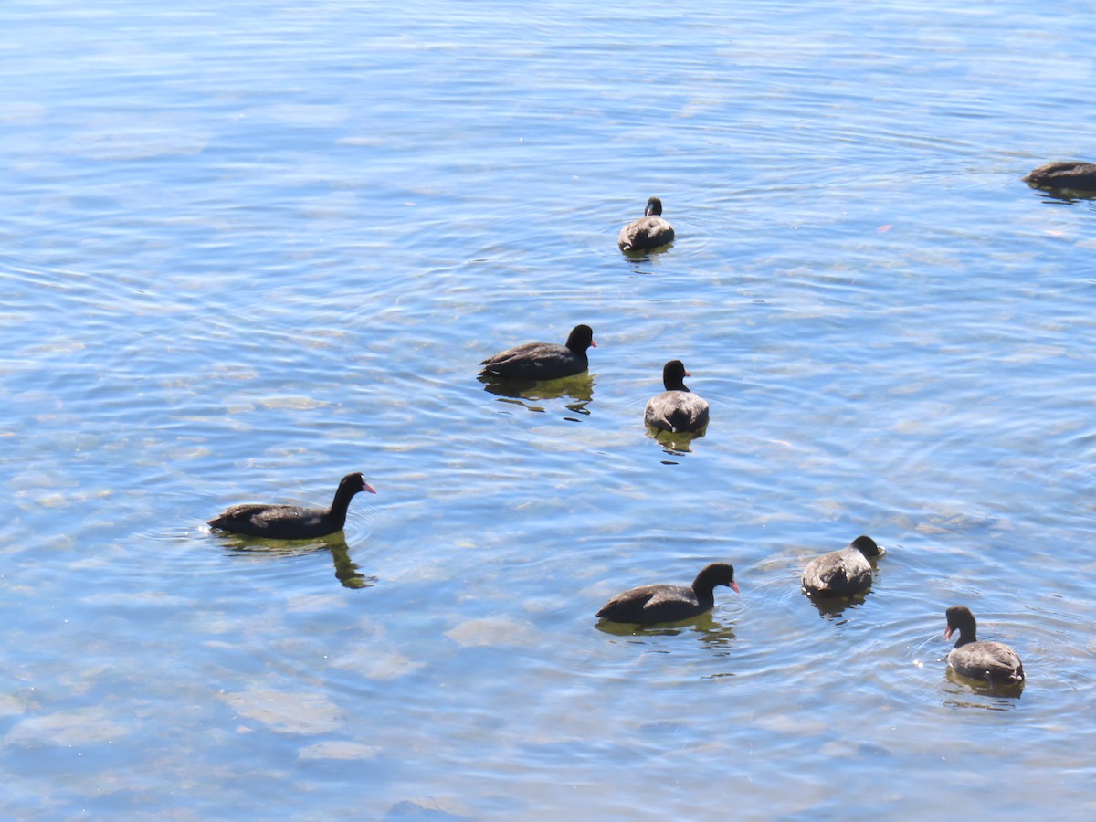 Kopetazuri arrunta - ML646741485