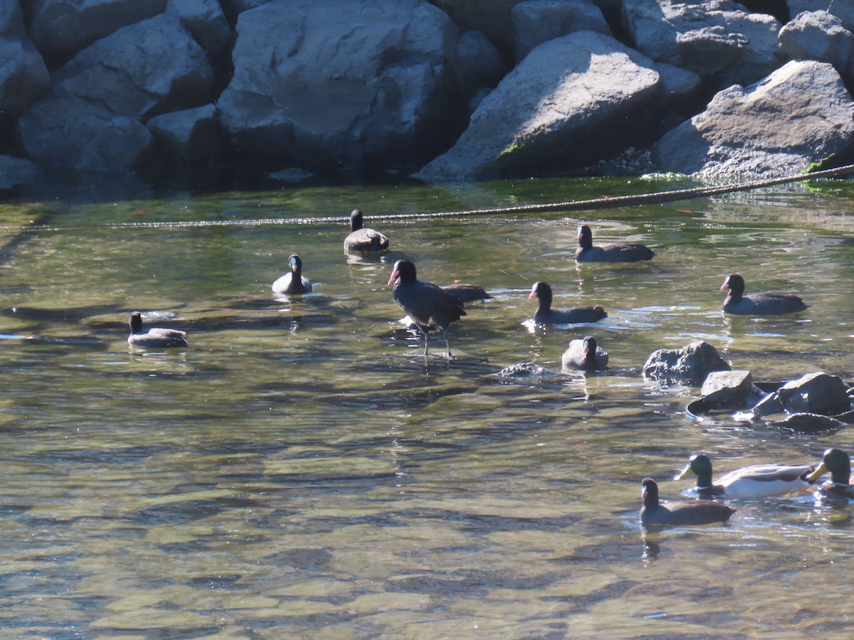 Kopetazuri arrunta - ML646741486