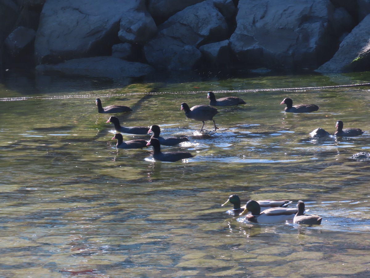 Kopetazuri arrunta - ML646741487