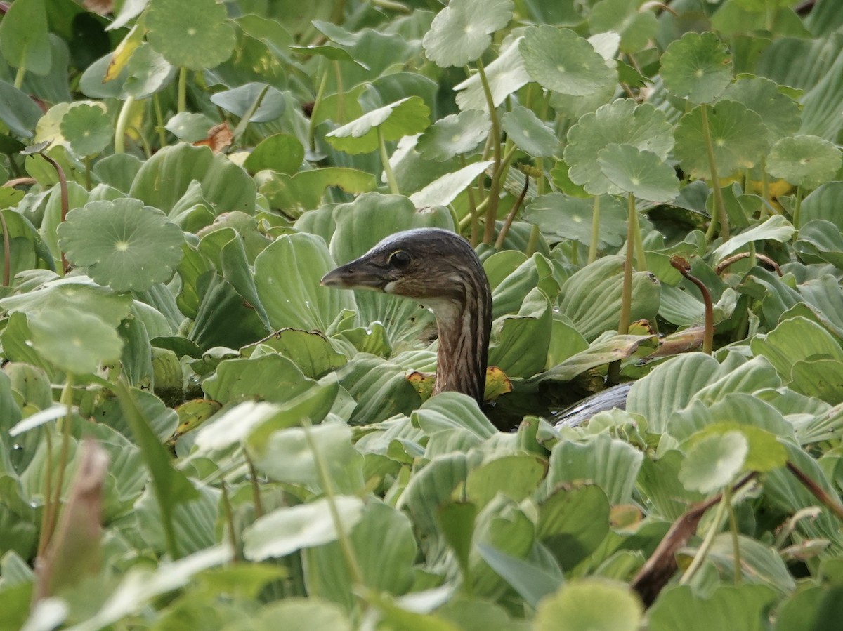 Pied-billed Grebe - ML646741489