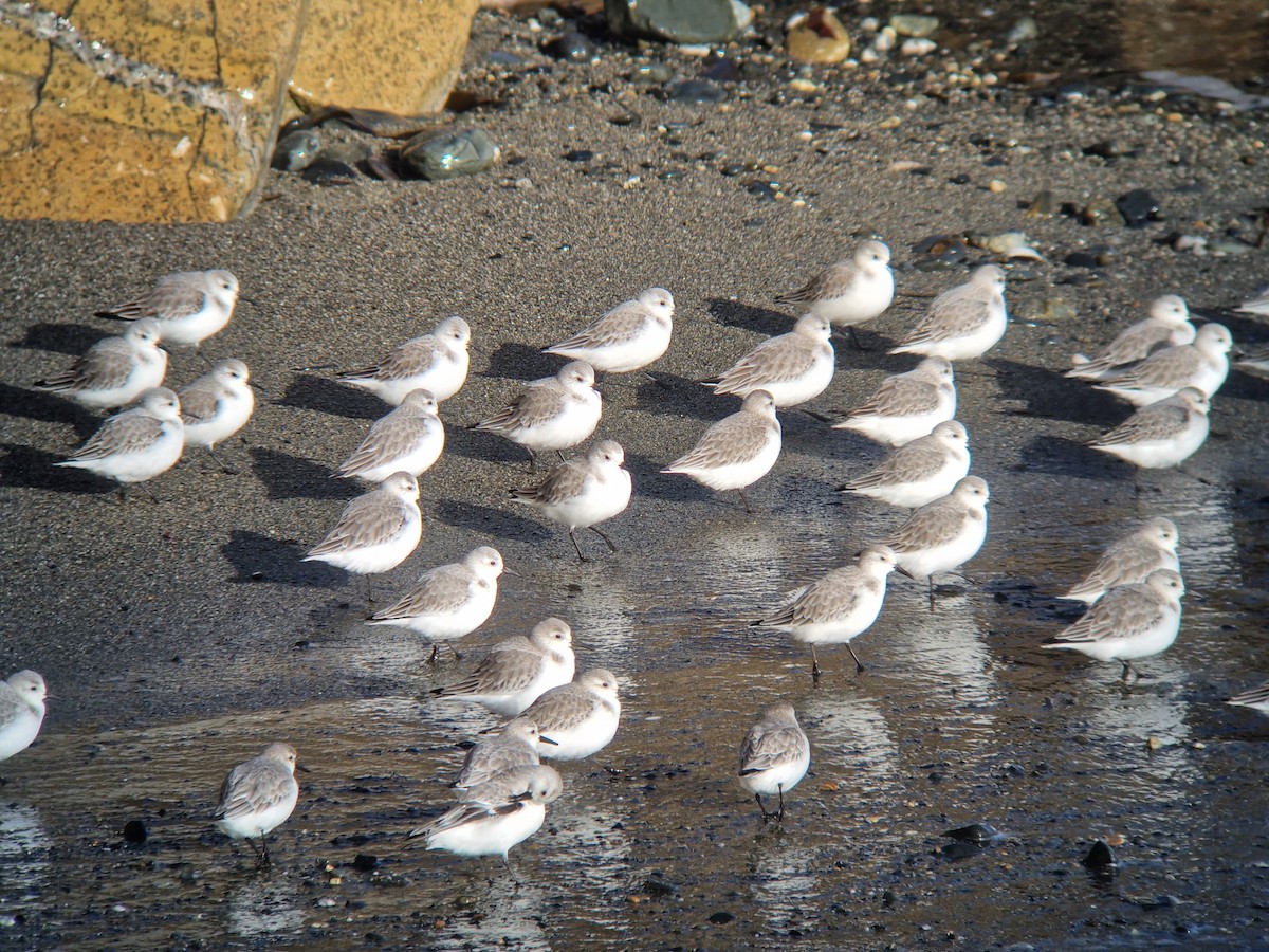 Sanderling - ML646741492