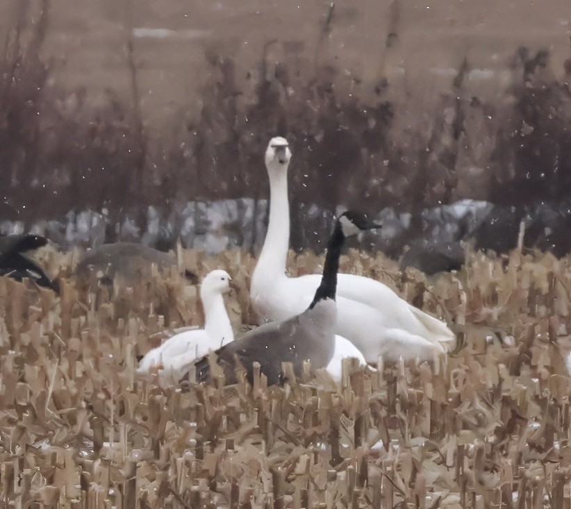 Гуска Роса - ML646741493