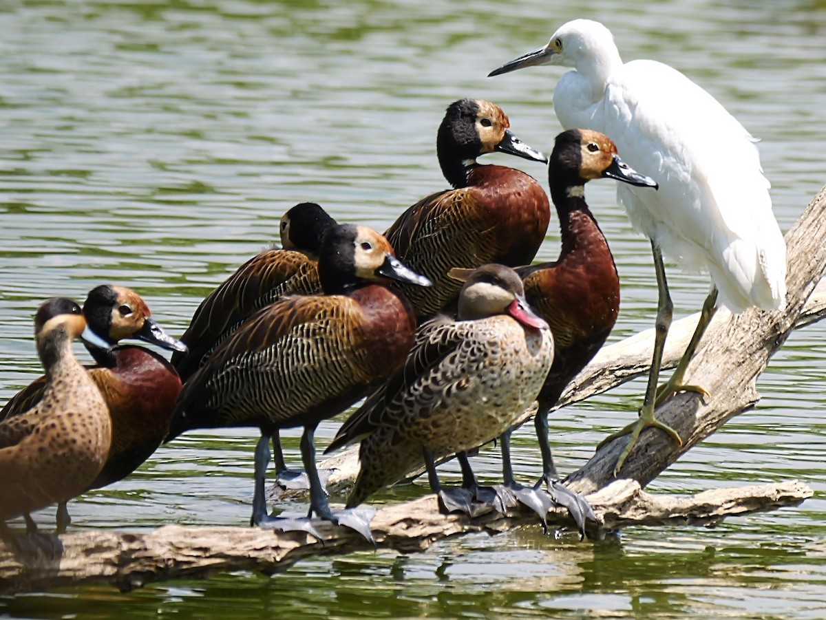 White-faced Whistling-Duck - ML646741494