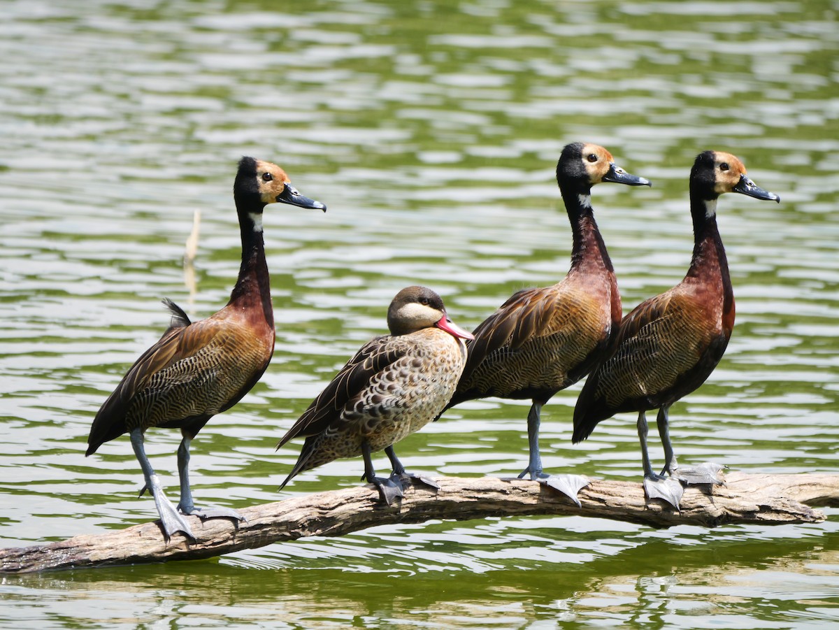White-faced Whistling-Duck - ML646741495