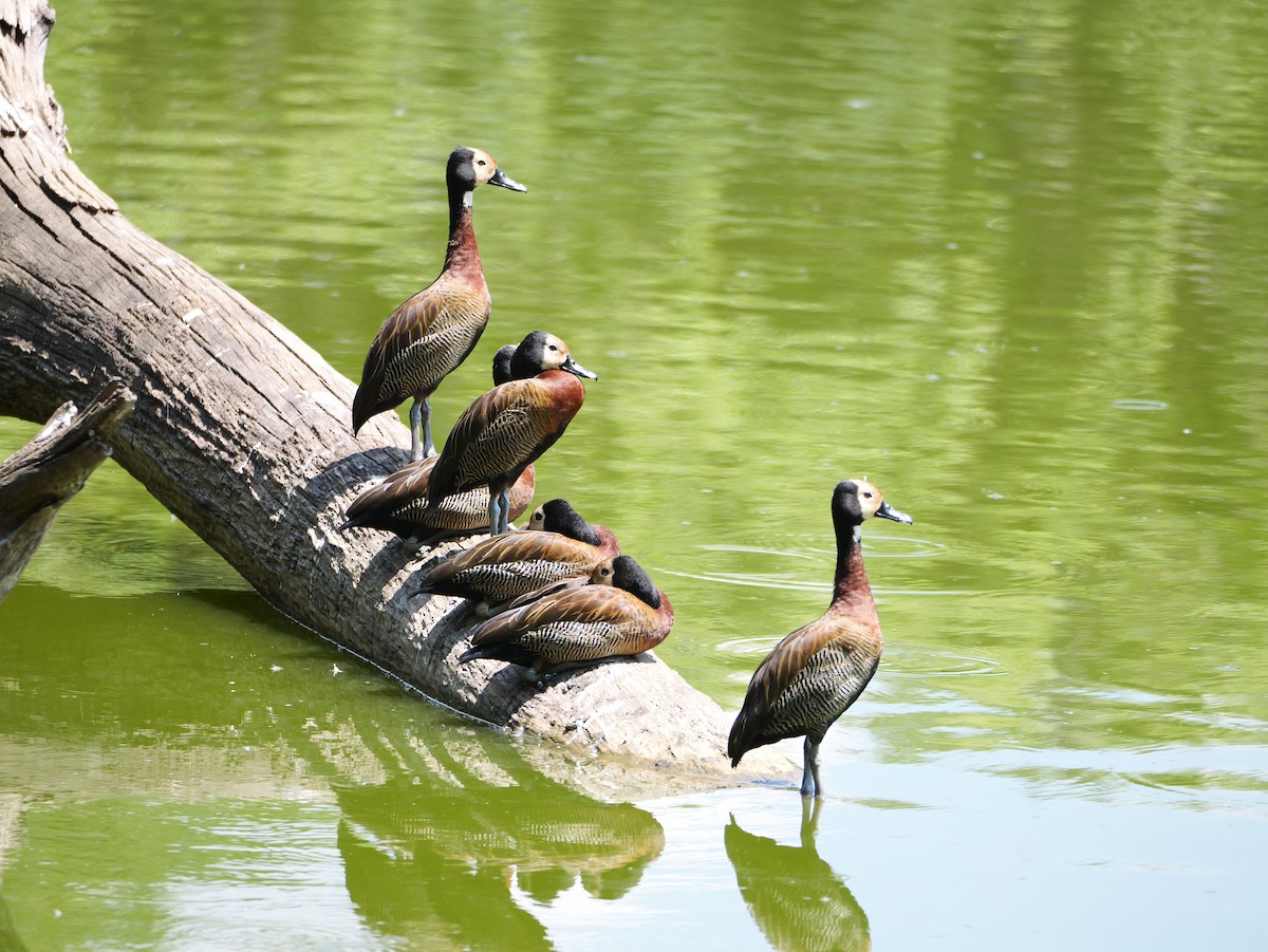 White-faced Whistling-Duck - ML646741496