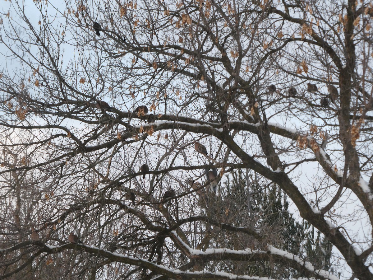 Mourning Dove - ML646741509