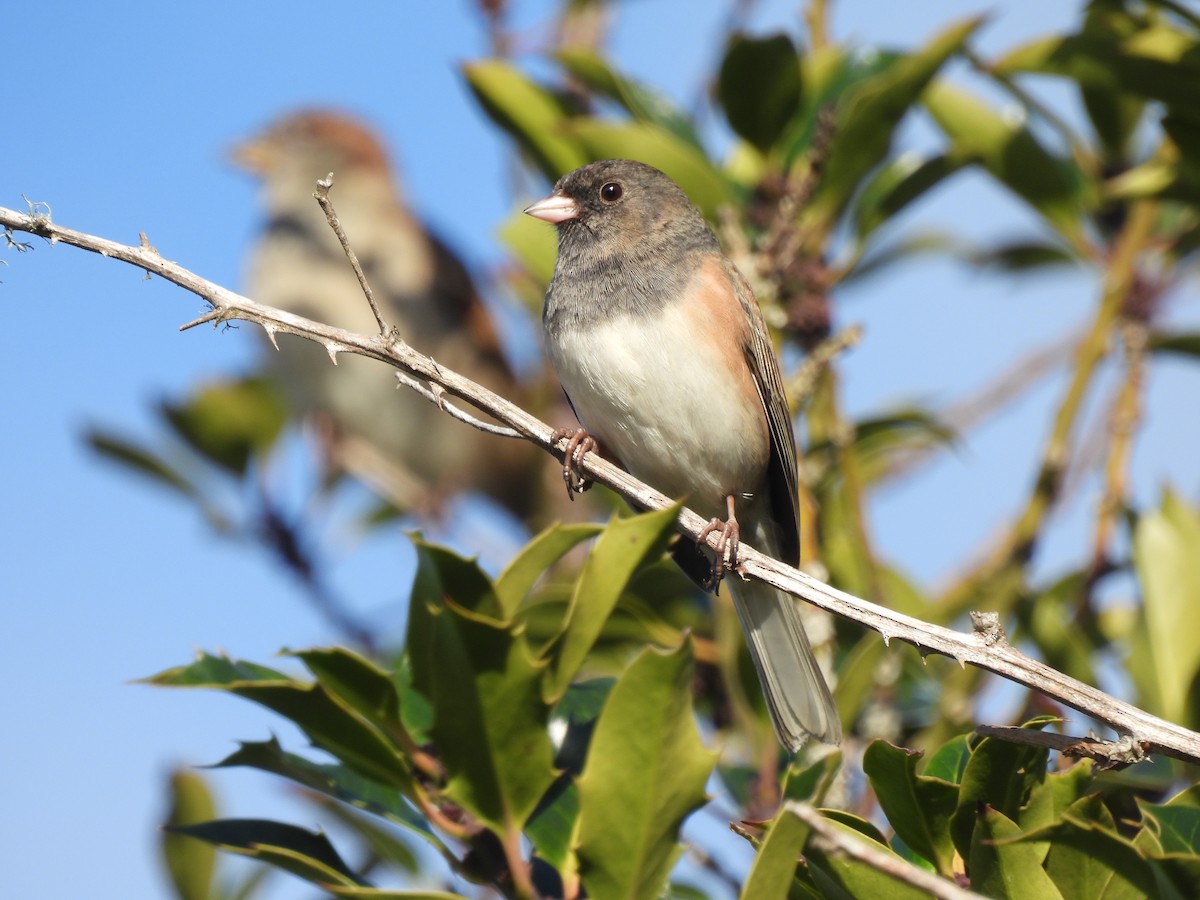 Dark-eyed Junco (Oregon) - ML646741510