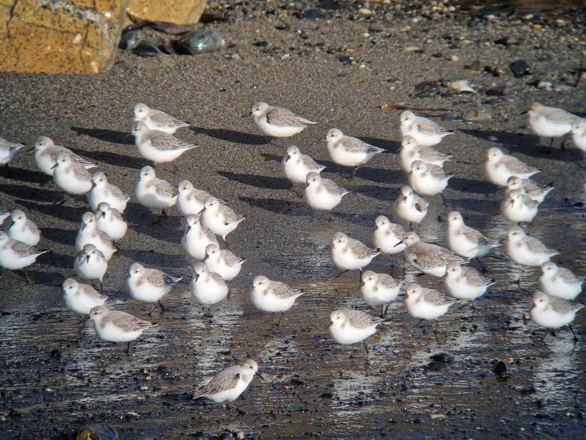 Sanderling - ML646741512