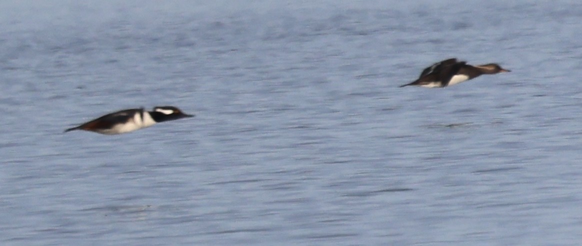 Капюшоновый крохаль - ML646741513