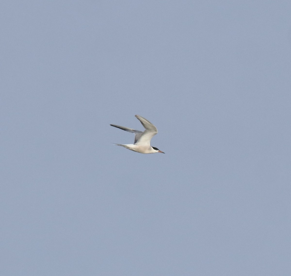 Common Tern - ML646741514