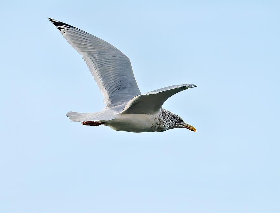 racek americký - ML646741515