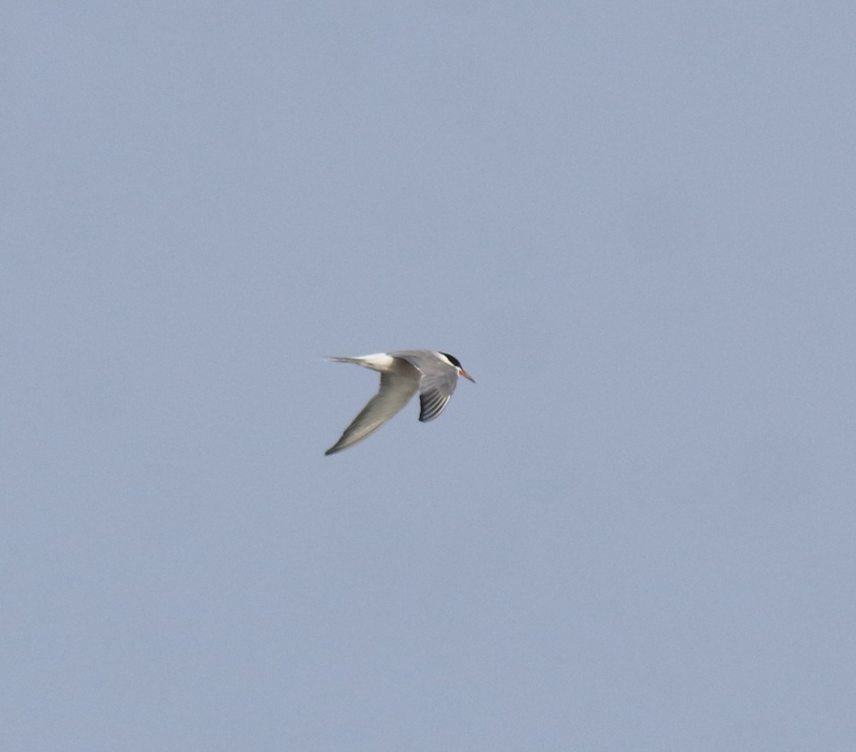 Common Tern - ML646741516