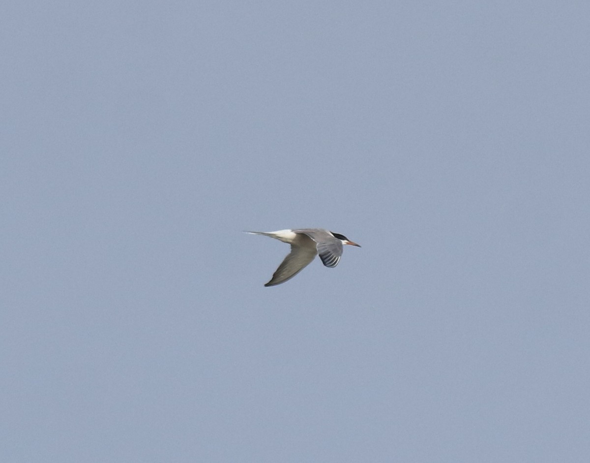 Common Tern - ML646741517