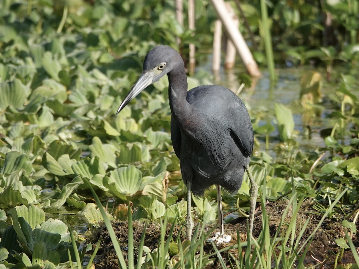 Little Blue Heron - ML646741520