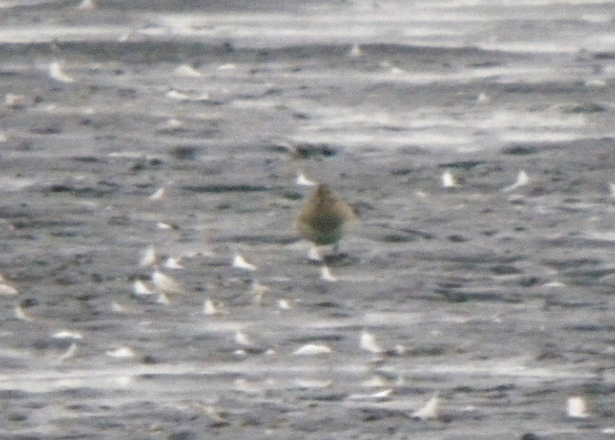 Pectoral Sandpiper - ML646741521