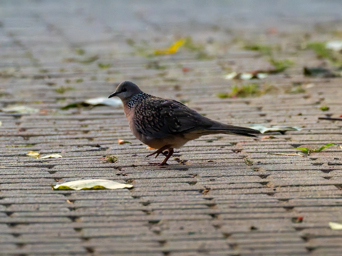 תור נקוד - ML646741522