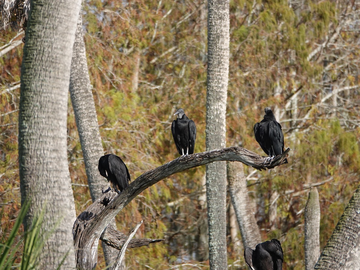 Black Vulture - ML646741526