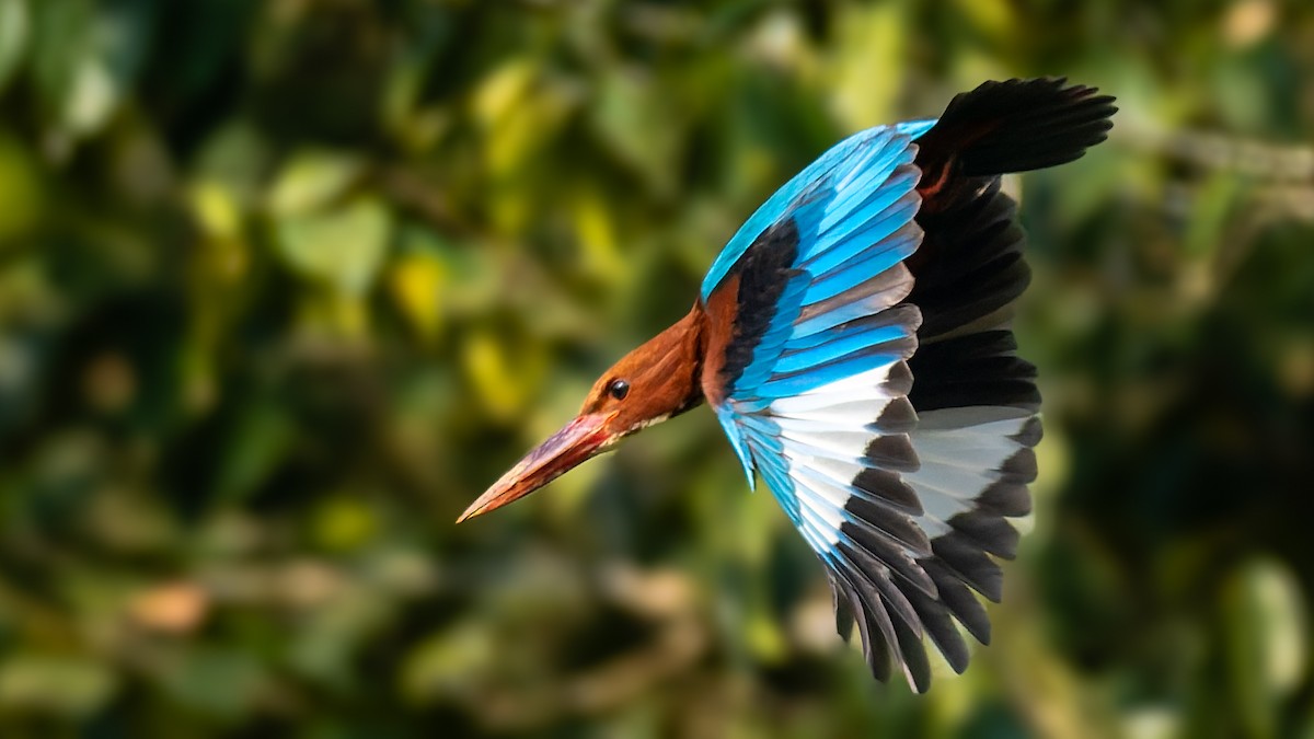 שלדג לבן-חזה - ML646741527
