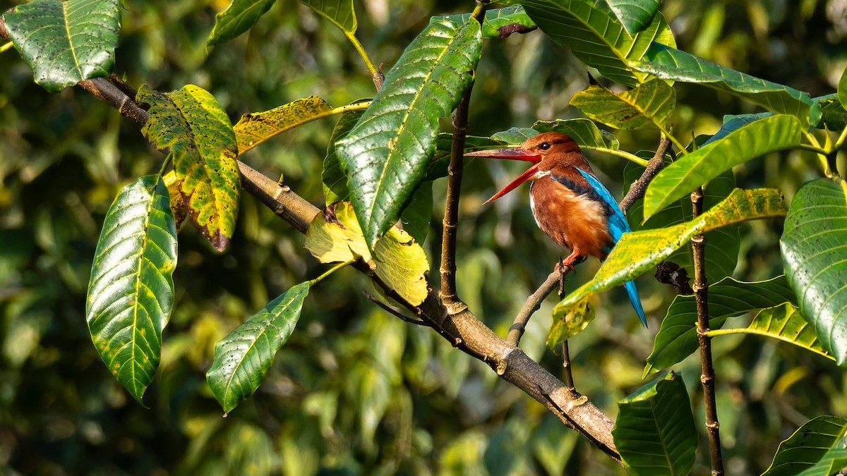 שלדג לבן-חזה - ML646741528
