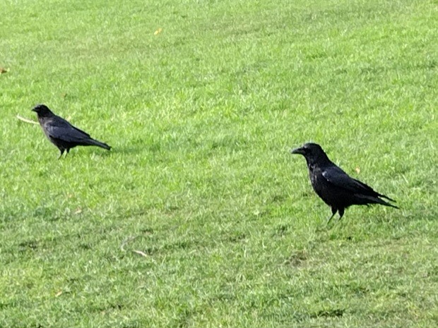 Carrion Crow - ML646741532