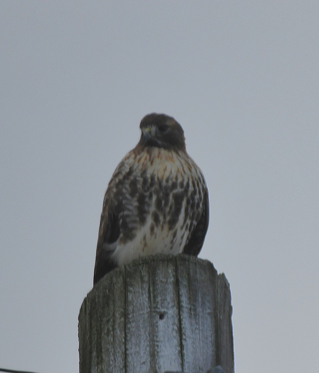 Red-tailed Hawk (abieticola) - ML646741533
