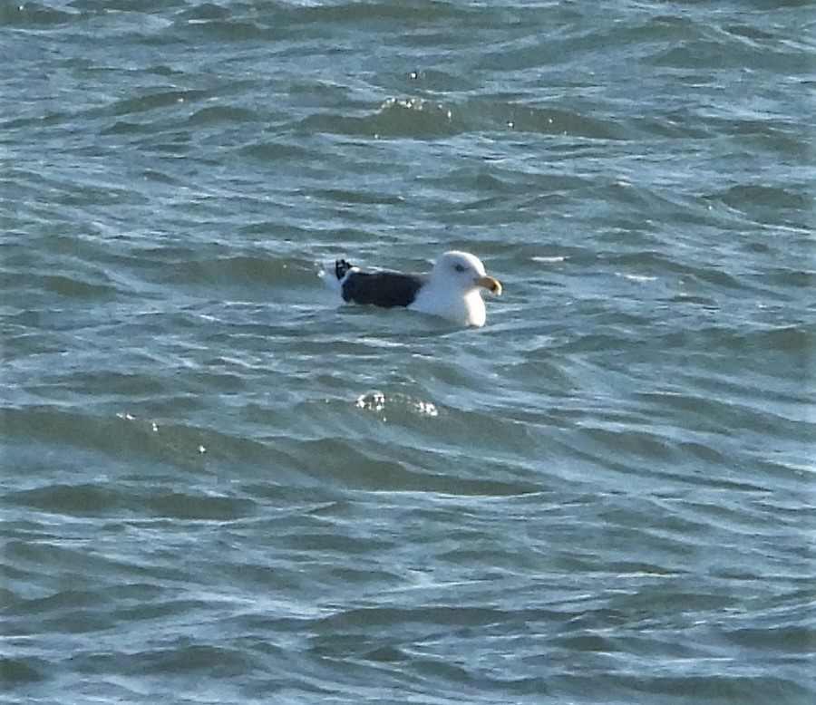 racek mořský - ML646741534