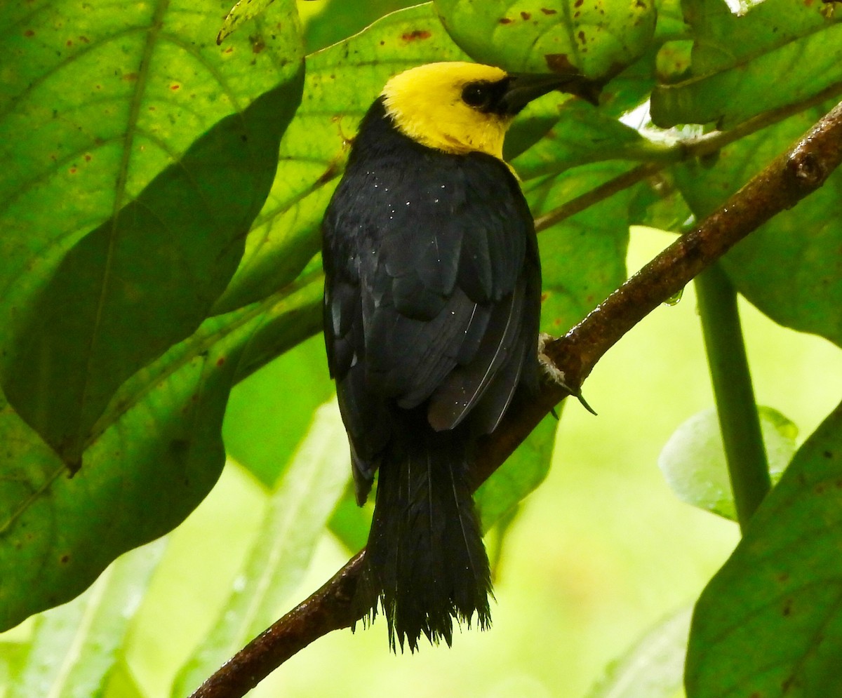 Yellow-hooded Blackbird - ML646741535