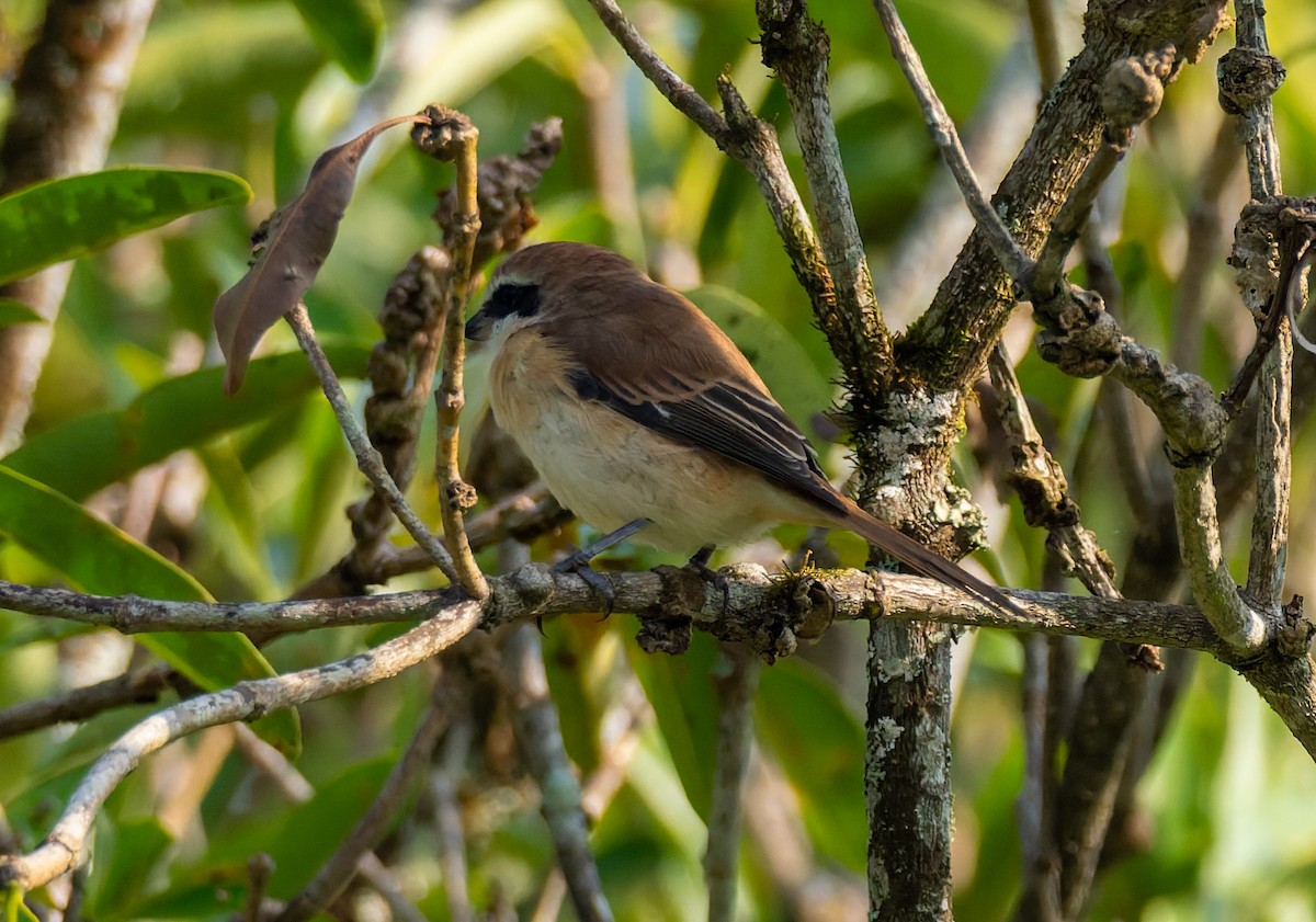 חנקן חום - ML646741536