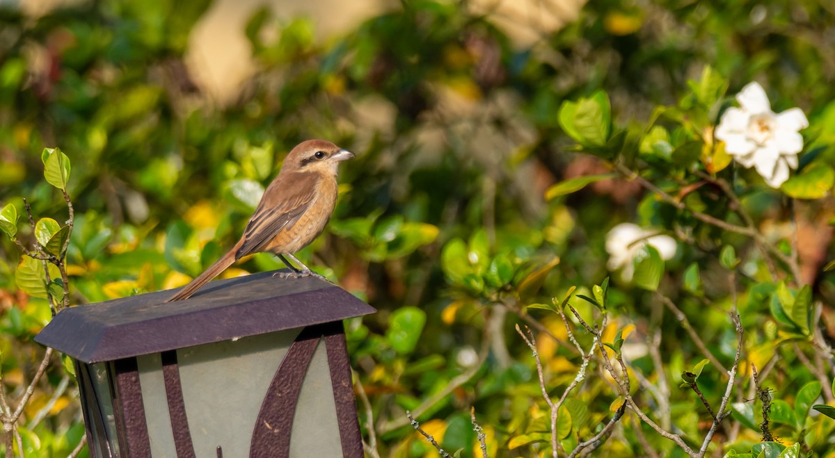 חנקן חום - ML646741537