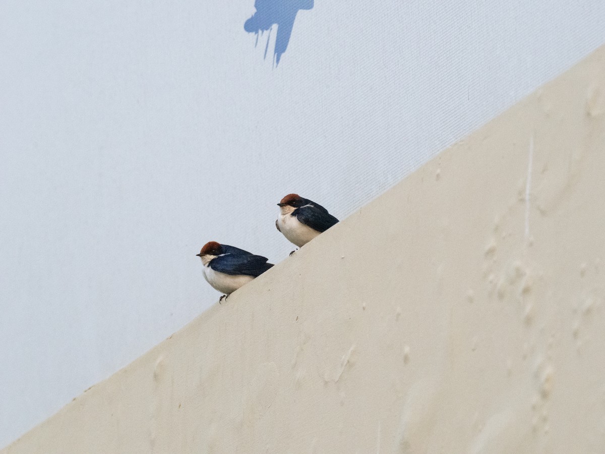 סנונית חדת-זנב - ML646741539