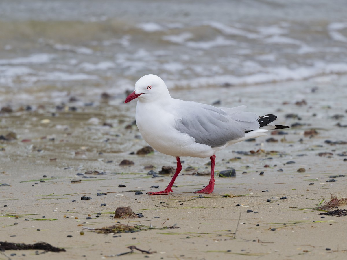 Мартин австралійський (підвид novaehollandiae/forsteri) - ML646741540