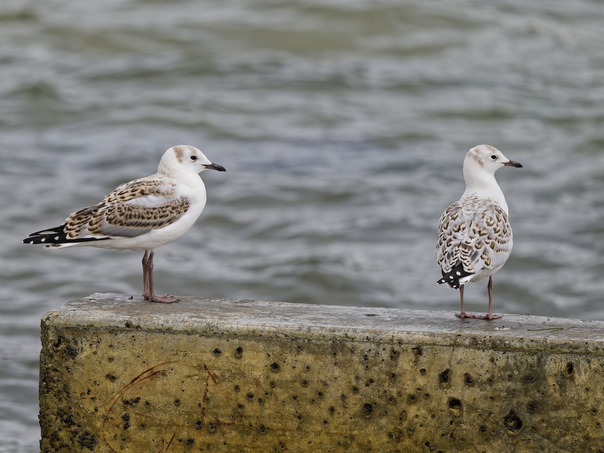 Мартин австралійський (підвид novaehollandiae/forsteri) - ML646741541