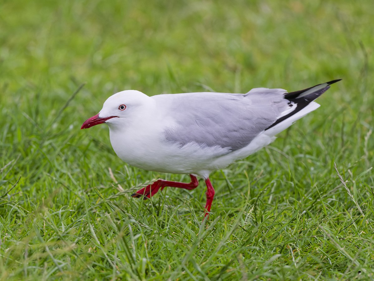 Мартин австралійський (підвид novaehollandiae/forsteri) - ML646741542