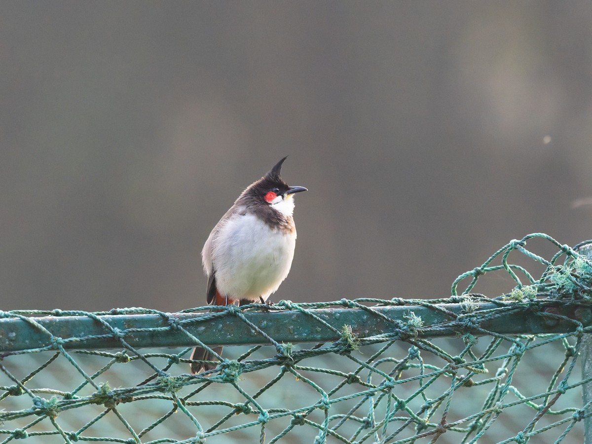 Red-whiskered/Red-vented Bulbul - ML646741545