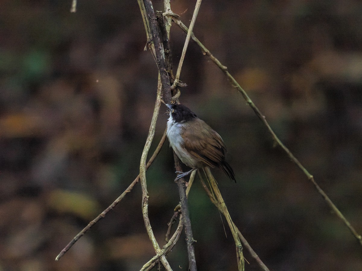 Dark-fronted Babbler - ML646741547